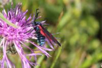 Zygaena filipendulae