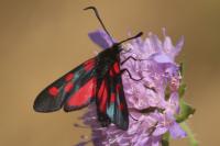 Zygaena lonicerae