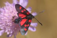 Zygaena lonicerae