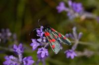Zygaena filipendulae