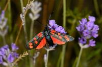 Zygaena transalpina