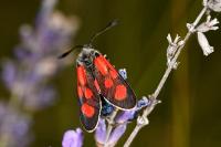 Zygaena loti