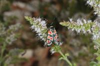 Zygaena occitanica