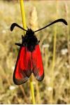 Zygaena erythrus actae