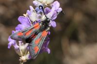 Zygaena sarpedon