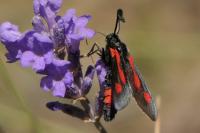 Zygaena sarpedon