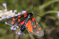 Zygaena transalpina