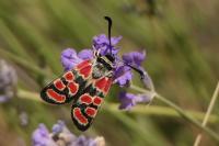 Zygaena carniolica