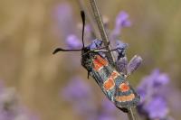 Zygaena carniolica