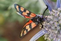 Zygaena carniolica