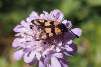 Zygaena carniolica