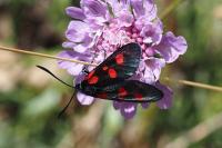 Zygaena lonicerae