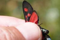 Zygaena lonicerae