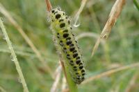 Zygaena filipendulae
