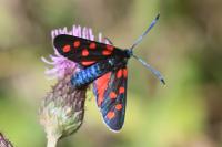 Zygaena transalpina