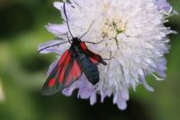Zygaena romeo