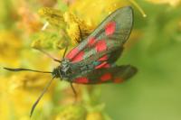 Zygaena viciae