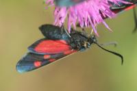 Zygaena lonicerae