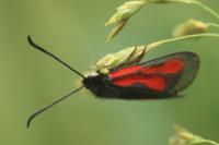 Zygaena romeo/osterodensis