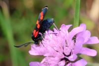 Zygaena transalpina
