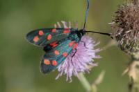 Zygaena transalpina