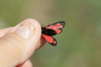Zygaena transalpina