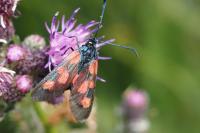 Zygaena trifolii