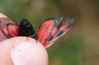 Zygaena trifolii