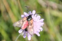 Zygaena