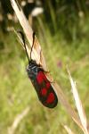 Zygaena loti