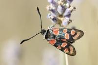 Zygaena carniolica