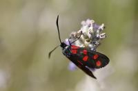 Zygaena filipendulae