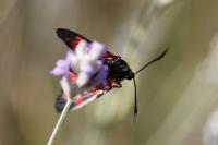 Zygaena filipendulae