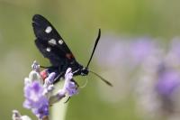 Zygaena ephialtes