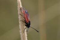 Zygaena minos/purpuralis