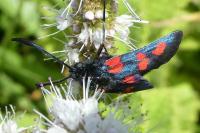 Zygaena trifolii