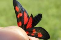 Zygaena trifolii