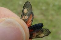 Zygaena trifolii