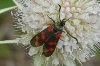Zygaena filipendulae
