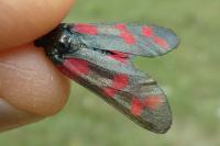 Zygaena filipendulae