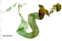 Adscita statices
