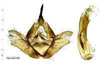 Adscita statices