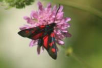 Zygaena lonicerae