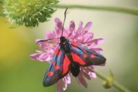 Zygaena lonicerae