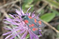 Zygaena filipendulae