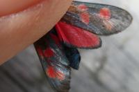 Zygaena filipendulae