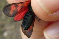 Zygaena filipendulae