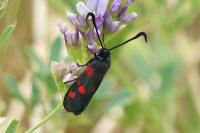 Zygaena filipendulae