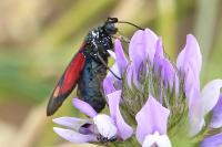 Zygaena filipendulae