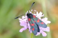 Zygaena filipendulae